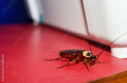 Periplaneta cockroach, known as the red cockroach or American cockroach walking on the table of the house, fear of cockroach