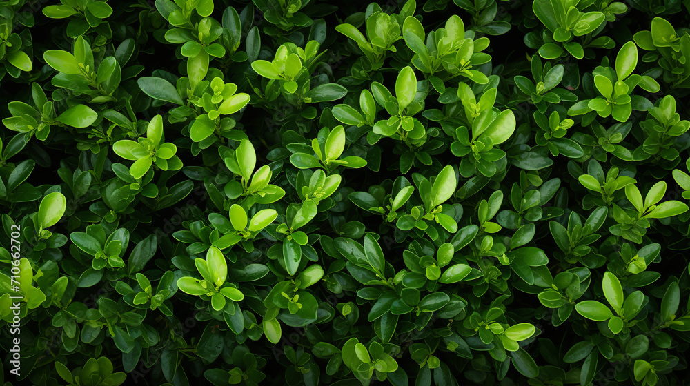 A verdant border of shrubbery close-by. A verdant border of shrubbery close-by.