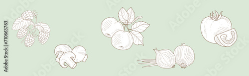 Fresh Garden Crop Harvest Hand Drawn Raspberry, Apple, Mushroom, Tomato and Onion Vector Set