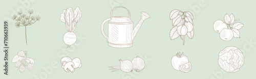 Fresh Garden Crop Harvest Hand Drawn Dill, Plum, Beet, Cabbage and Watering Can Vector Set