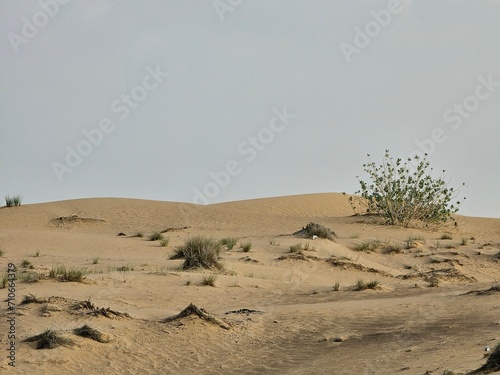 Photography green plants desert sand and blue sky with sun and clouds