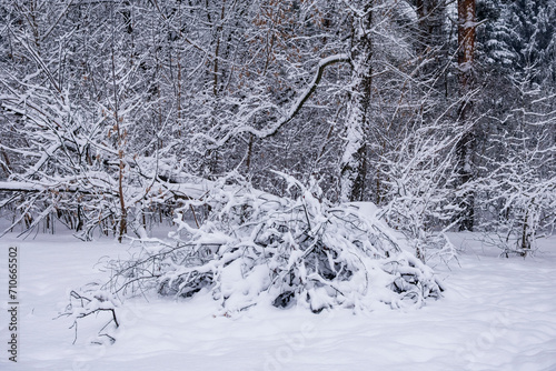 Snow-covered trees on a cloudy winter day.