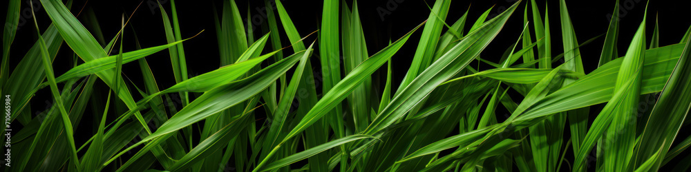 Sugar cane green plant on background. Sugar cane green plant on background.