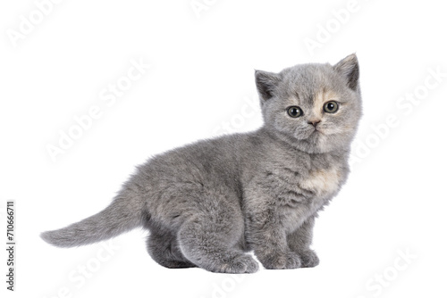 Cute 6 weeks old British Shorthair cat kitten, standing side ways. Looking straight to camera. Isolated cutout on transparent background.
