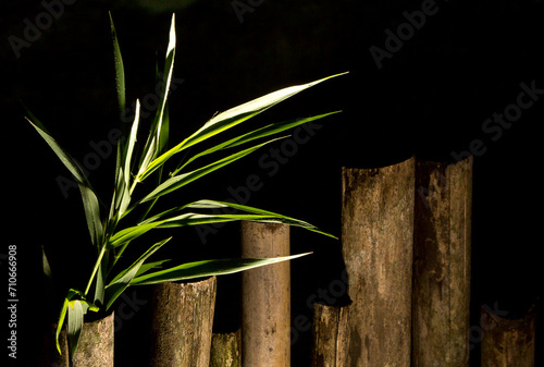 Cerca de varas de bambu seco e broto de capim com folha verde em fundo preto. 