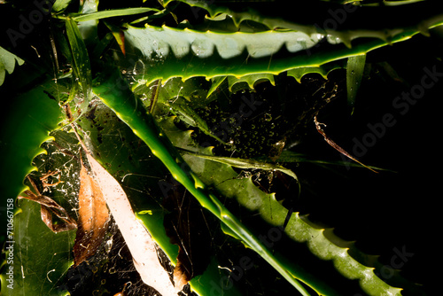 Babosa planta de folha grossa, com pequenos espinho e verde.  photo