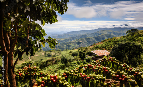 Coffee beans ripening on a picturesque high-altitude coffee plantation