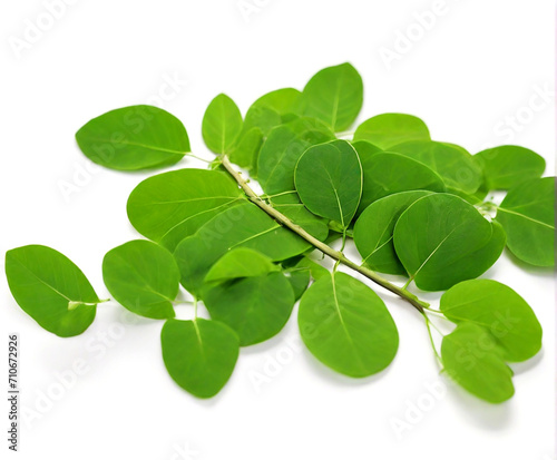 Moringa leaves on white background