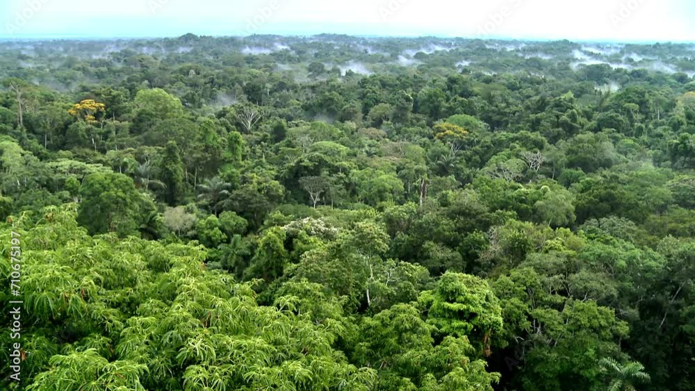Beautiful landscape of the Amazon rainforest, Yasuni National Park, Ecuador. The place with the most biological diversity in the world South America. ProRes footage. Beautiful landscape of the Amazon rainforest, Yasuni National Park, Ecuador. The place with the most biological diversity in the world South America. ProRes footage.
