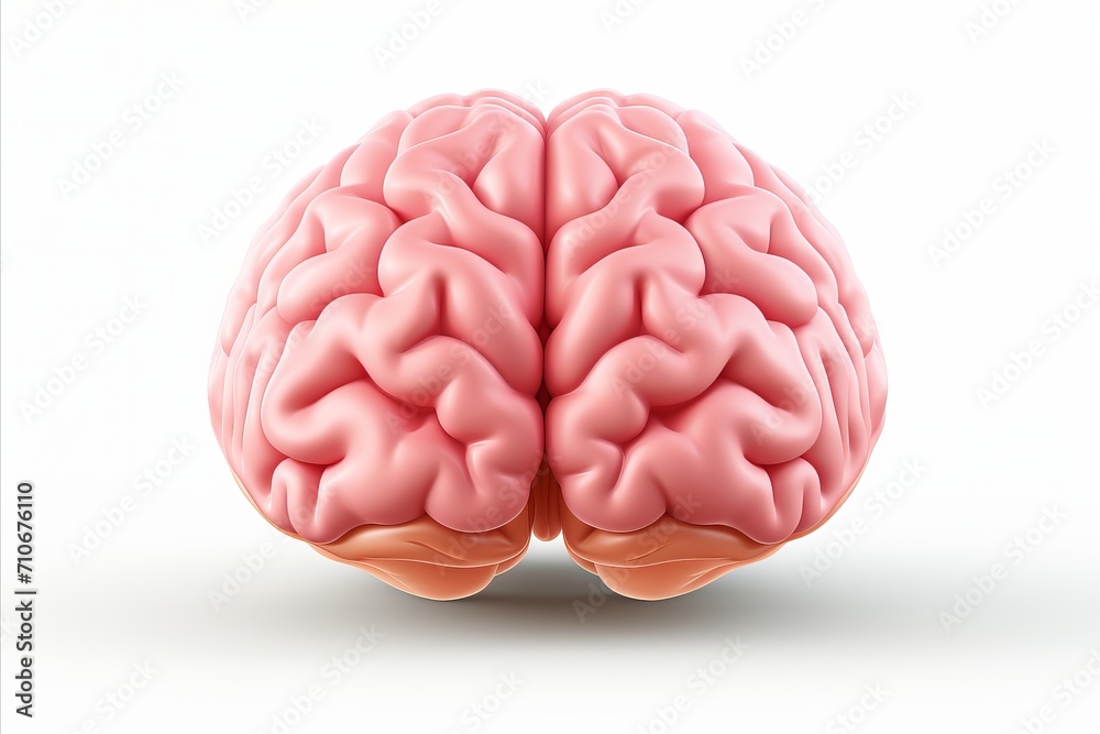 Realistic human brain isolated on white background for medical and scientific concepts