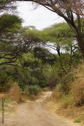 african wilderness, sandy road in bushland
