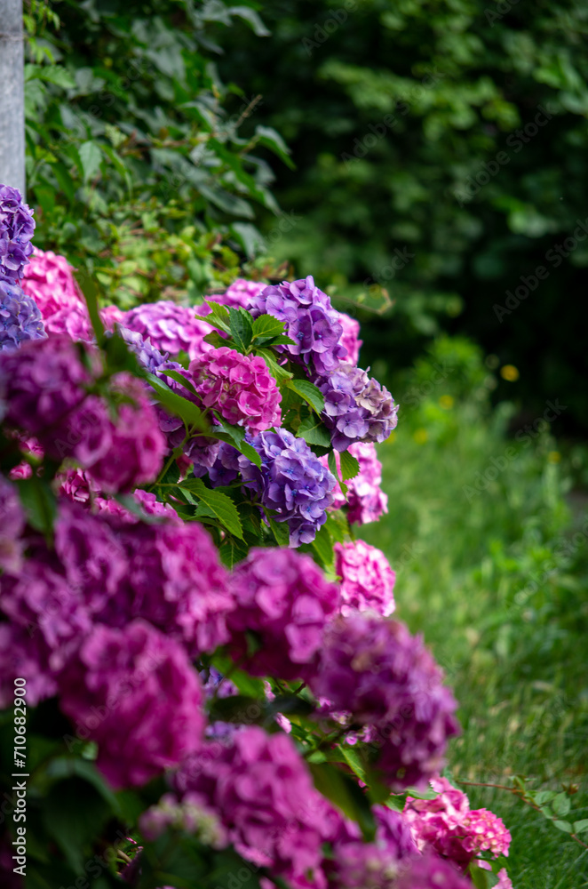 Obraz premium flowers in the garden