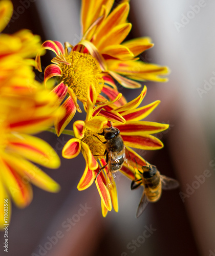 bee on a flower