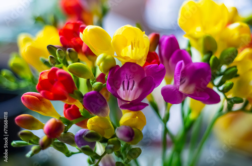 freesia