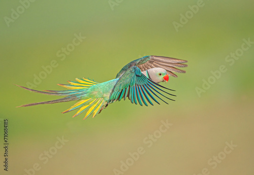 Malabar Parakeet - in flight mode