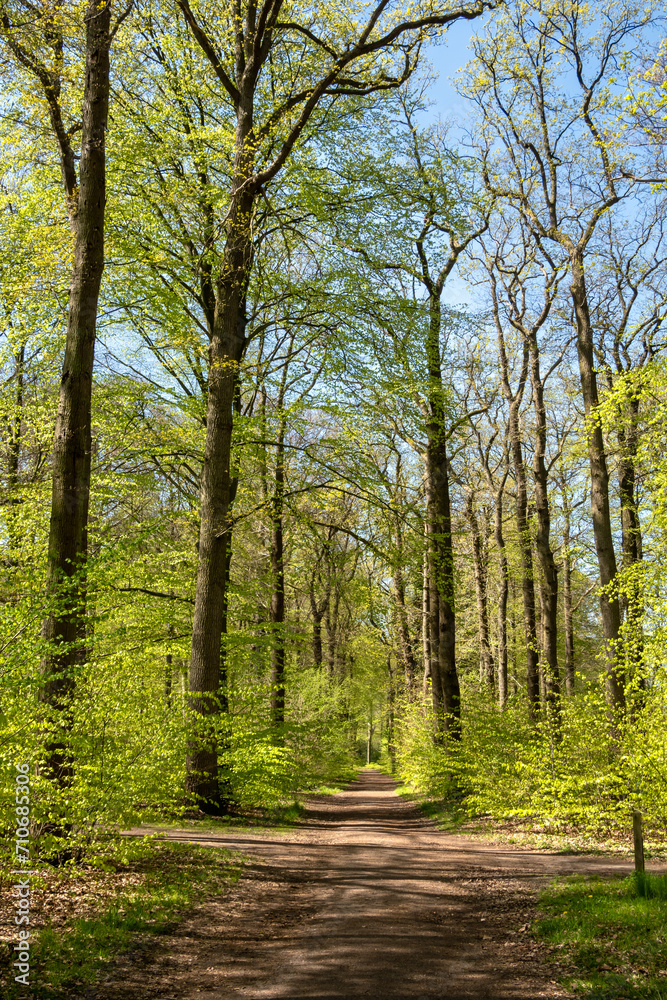 Fototapeta premium Path in woodland near Hilverbeek in Spanderswoud between Hilversum and 's Graveland, Netherlands