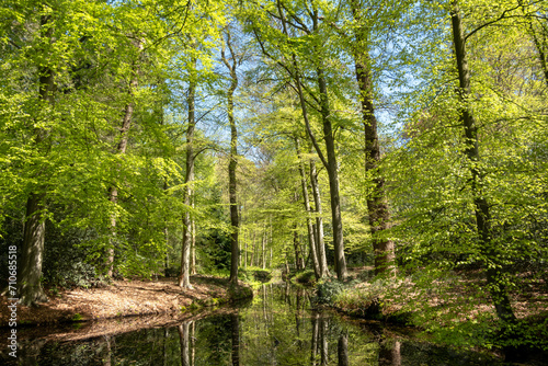 Woodland near Hilverbeek in Spanderswoud between Hilversum and  s Graveland  Netherlands
