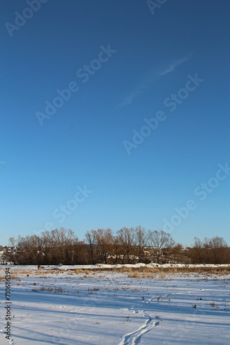 Wallpaper Mural A snowy field with trees and blue sky Torontodigital.ca