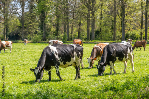 Diary cows grazing on green pasture in polder between 's-Graveland and Hilversum, Netherlands