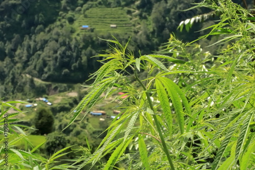 Cannabis Canopy  Overlooking the Valley s Embrace