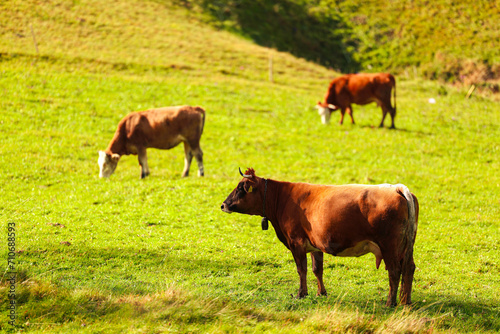 Cows in green grass landscape on the mountain hills. Cow animals photography.
