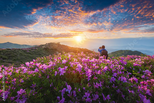 Morning and spring view of pink azalea flowers at Hwangmaesan Mountain with the background of sunlight and foggy mountain range near Hapcheon-gun, South Korea photo