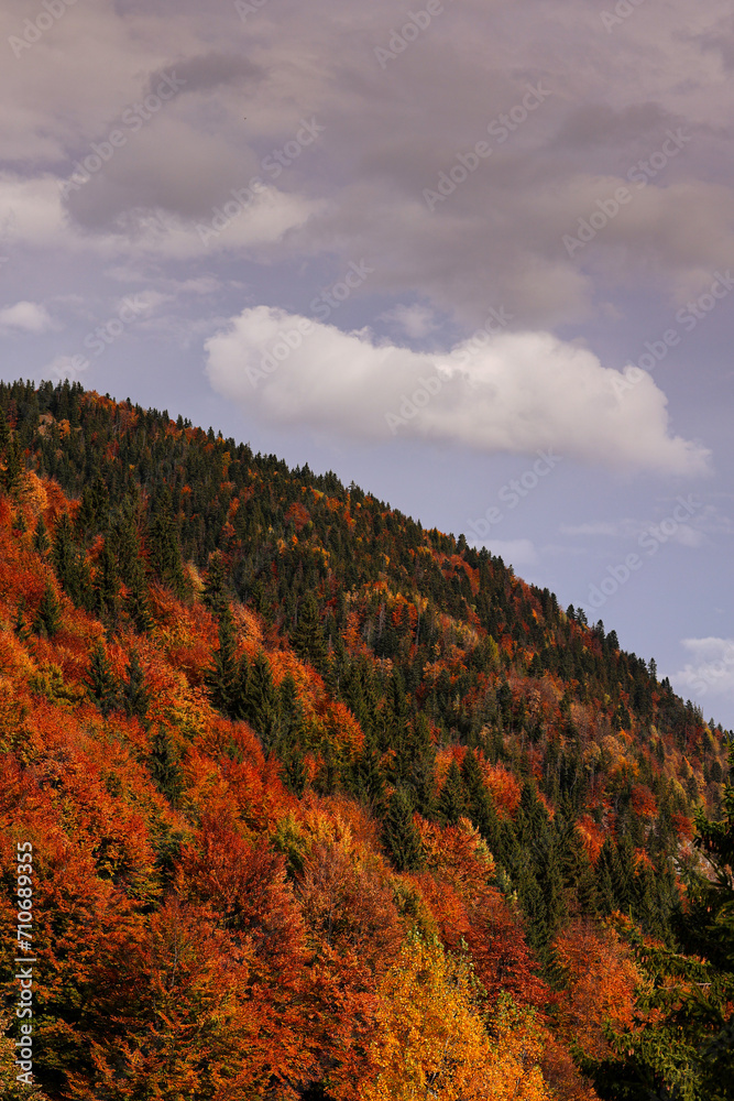 Autumn textures. Beautiful scenery landscape of some mountain hills covered in green fir tree and orange yellow oak hardwood forest. Autumn season concept image.