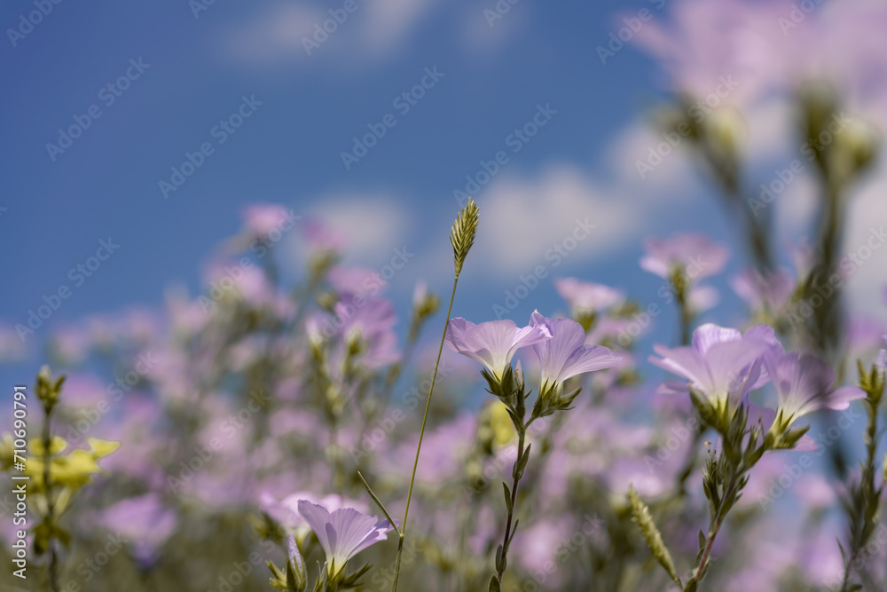 Obraz premium linen field linum usitatissimum. Flax flowers swaying in the wind. Slow motion video