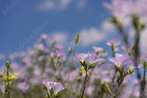 linen field linum usitatissimum. Flax flowers swaying in the wind. Slow motion video