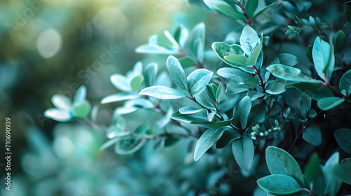 Lush Green Leaves with a Soft Blue Tint and Bokeh Background