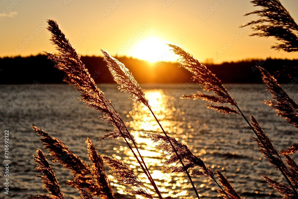 sunset through reeds - obrazy, fototapety, plakaty 