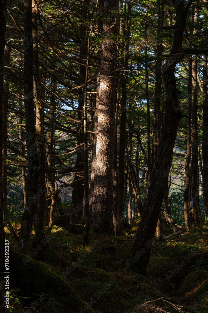 Fototapeta premium 木漏れ日が差し込む苔の森