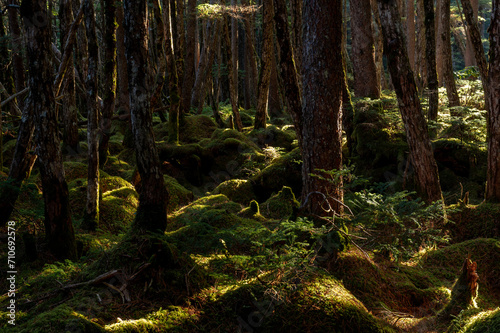 Fototapeta Naklejka Na Ścianę i Meble -  木漏れ日が差し込む苔の森