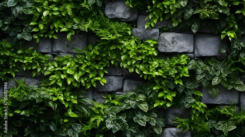 Green eco wall concept. Green ornamental plant on stone wall background. Sustainable building. Close to nature. Exterior architecture for decorative garden. Eco-friendly building. Clean environment.  © Ziyan Yang