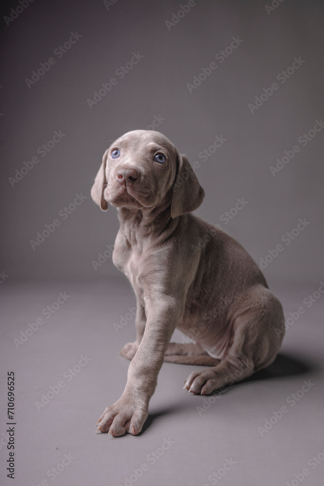 Weimaraner Puppy Weimaraner Puppy