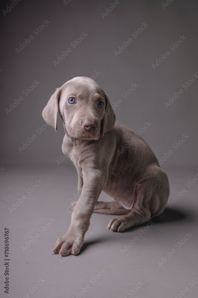 Weimaraner Puppy Weimaraner Puppy
