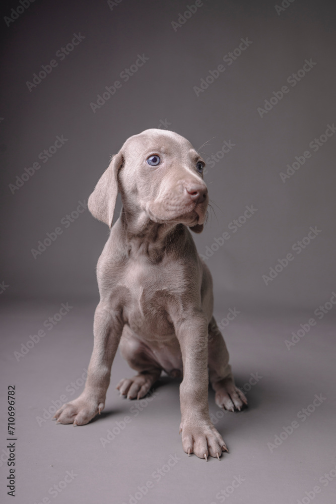 Weimaraner Puppy