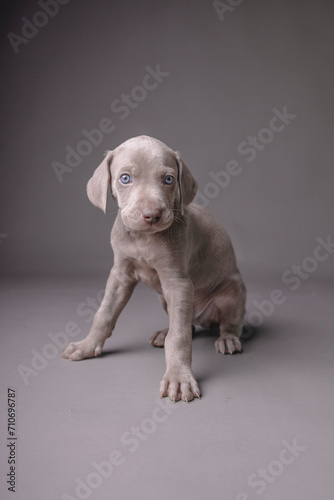 Weimaraner Puppy