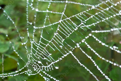 Water droplets on a spider's web in a garden