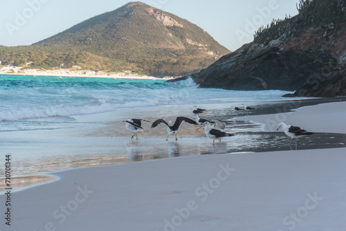 A few seagulls on the shore at the beach of Arraial do Cabo, with mountains in the background, in Rio de Janeiro, Brazil.