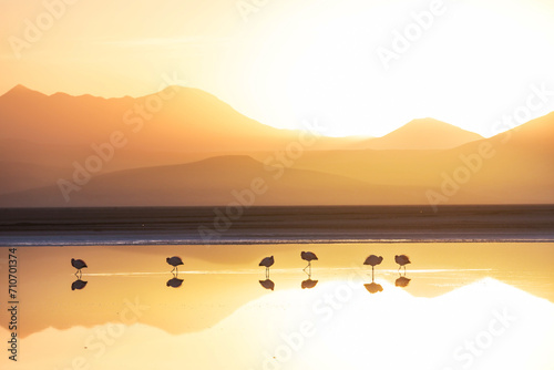 Flamingo on sunrise photo