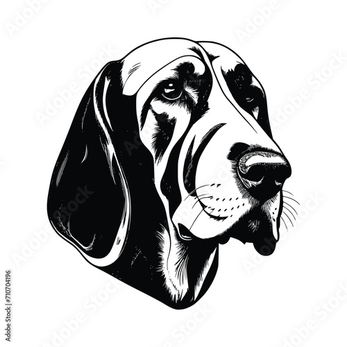 Bloodhound dog vector EPS