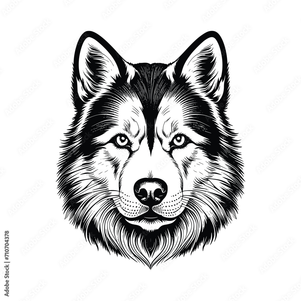 Siberian Husky dog vector EPS Siberian Husky dog vector EPS