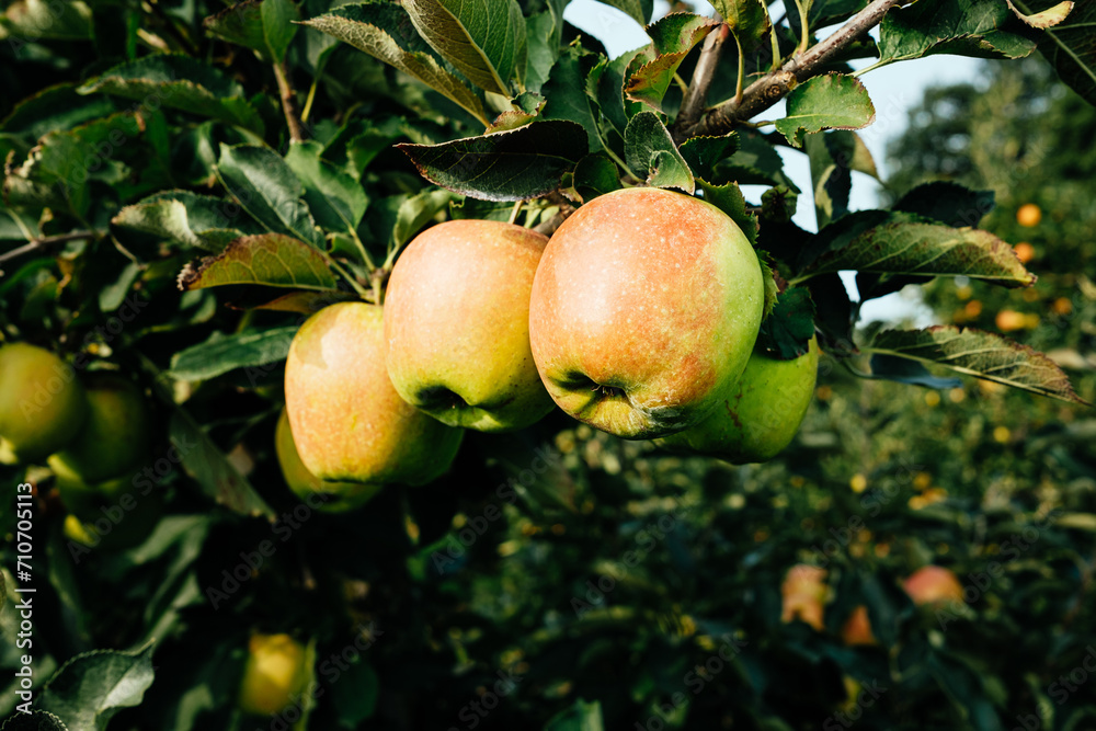Ripe Apples in Orchard ready for harvesting Ripe Apples in Orchard ready for harvesting