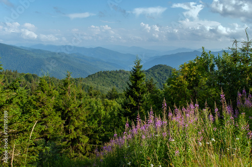 Panorama of Ivan tea flowers in the mountains, green trees and blue sky, sunny day.