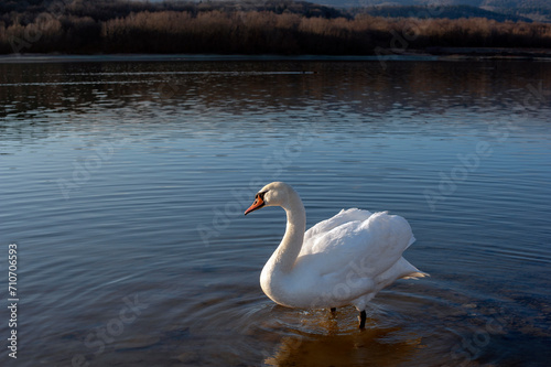 A white majestic swan floats in front of a wave of water. Young swan in the middle of the water. Drops on a wet head.