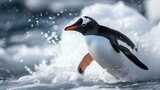 Close up portrait of one penguin walking in the snow of Antarctica with foot raised, wings outstretched