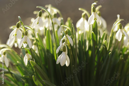 Close-up image of Snowdrop flowers  Galanthus nivalis . White snowdrop flower in spring with four petal leaves. Flowers on a spring morning. First spring snowdrops wake up. Snowdrop or common snowdrop