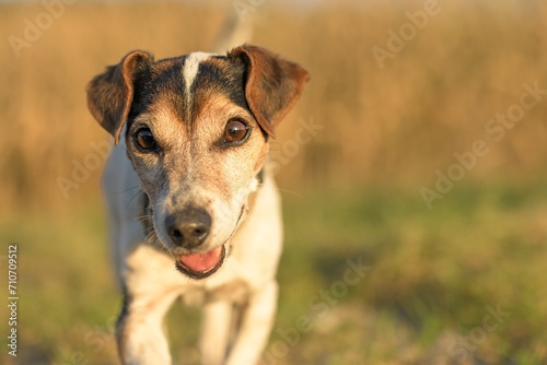 Cute small Jack Russell Terrier 13 years old. Portrait of a dog outdoor in nature in the season autumn.