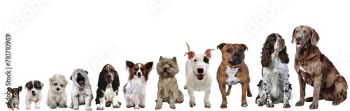 Fototapeta Naklejka Na Ścianę i Meble -  A composition of pretty dogs sorted by size